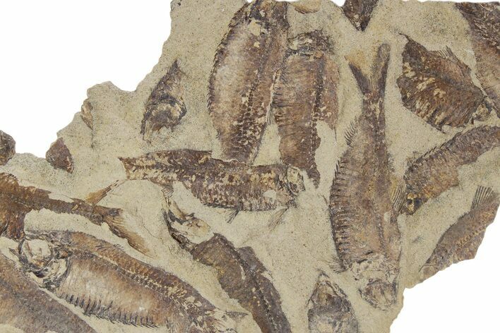 Fossil Fish (Gosiutichthys) Mortality Plate - Wyoming #357173